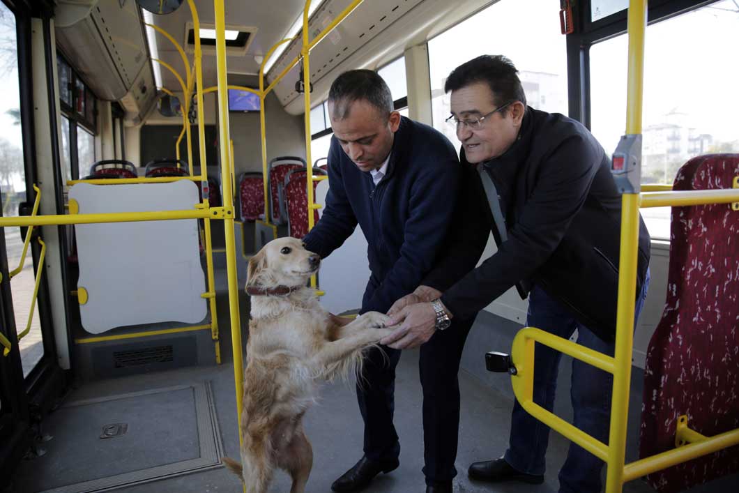 Otobüse binen köpek yolcularla şehir turu attı