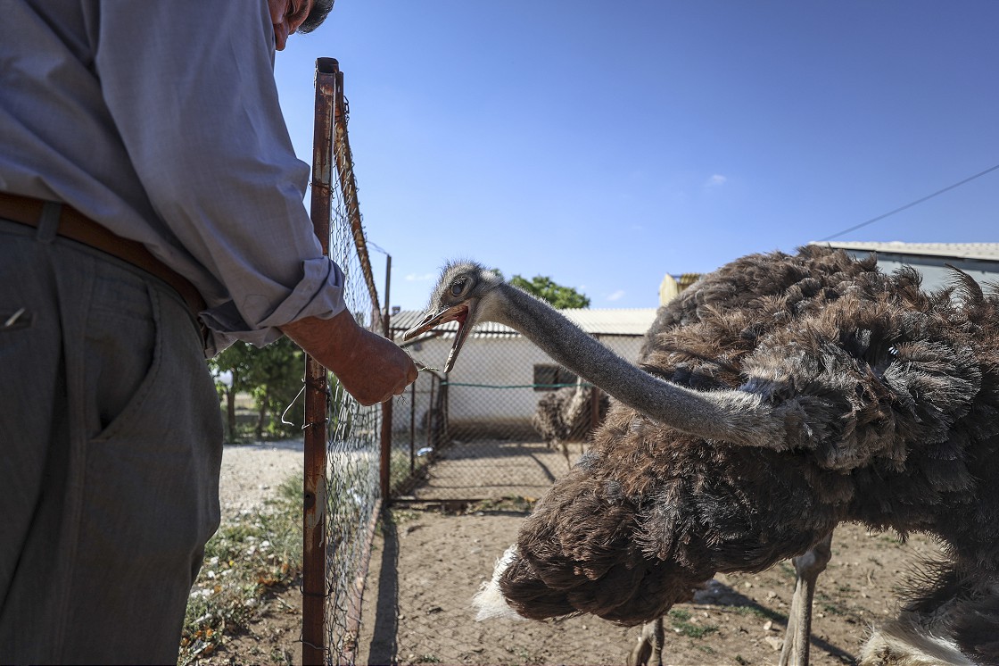 Kırşehir'deki çiftliğinde deve kuşu yetiştiren yurttaş taleplere yetişmekte zorlanıyor