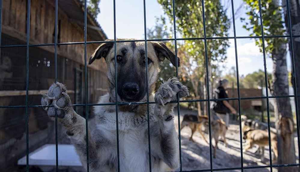 Hayvanseverlerin kurduğu dernek 170 köpeğin sıcak yuvası oldu