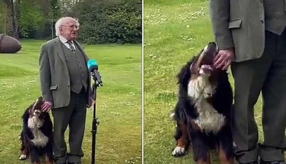 İrlanda Cumhurbaşkanı Higgins’in canlı yayında yaramaz köpeği ile zor anları
