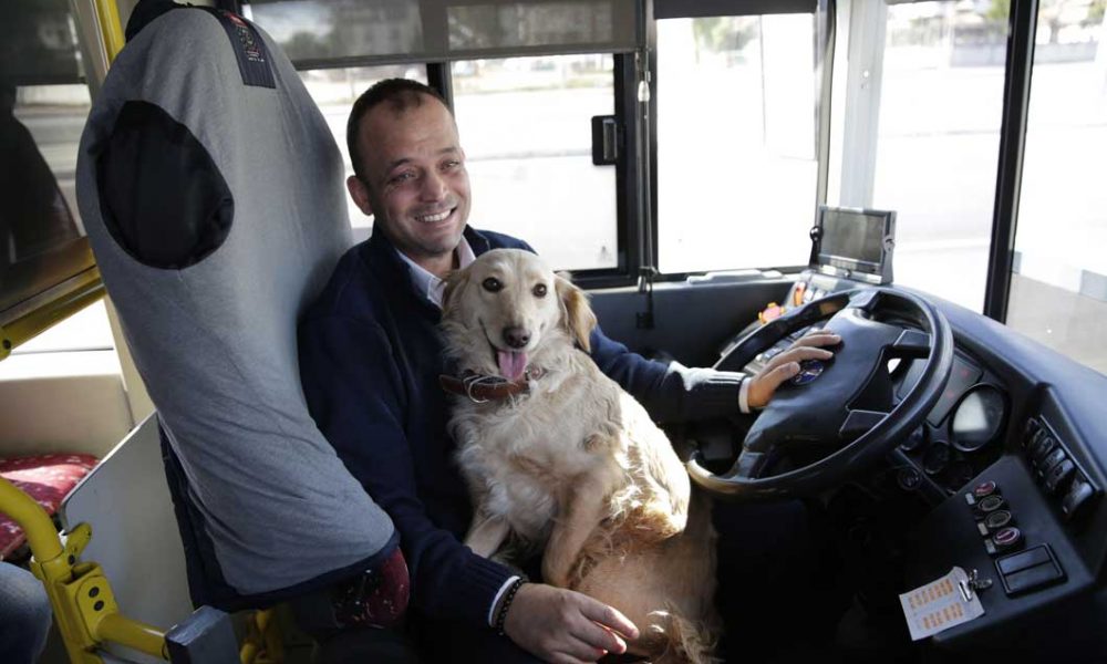 Otobüse binen köpek yolcularla şehir turu attı-1