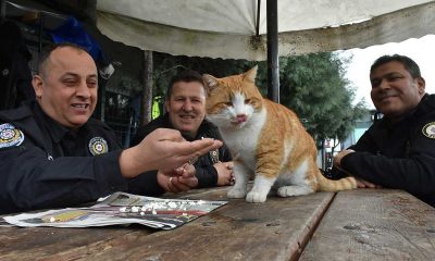 Polis uygulama noktasına sığınan kedi 'Cemşit' ekiplerin maskotu oldu