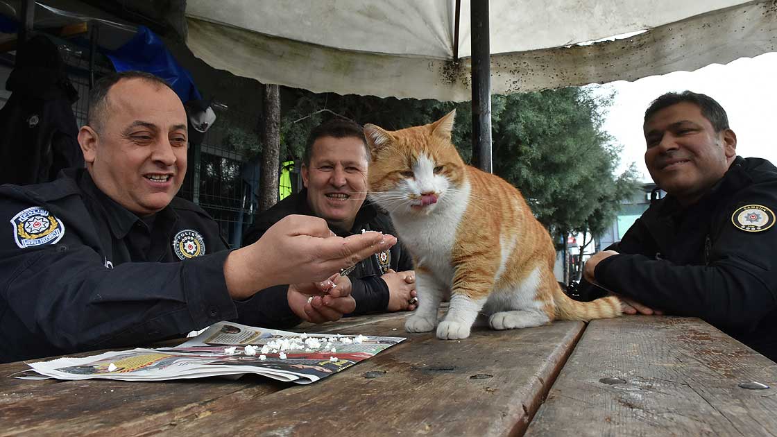 Polis uygulama noktasına sığınan kedi �Cemşit� ekiplerin maskotu oldu