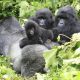Nesli tükenmekte olan biri hamile olan dört dağ gorili yıldırım çarpması sonucu öldü