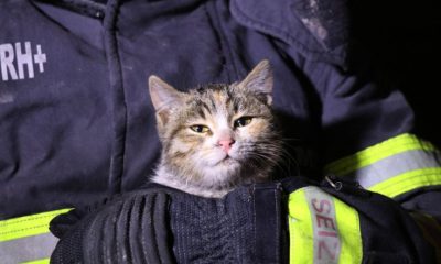 Yangından mahsur kalan yavru kediyi itfaiye ekipleri kurtardı