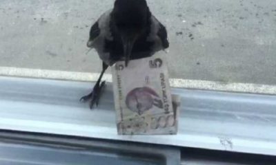 Hırsız karga" bu kez 5 lira ile uçtu