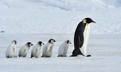 Penguenlerin Antarktika'ya başka yerden geldiği keşfedildi