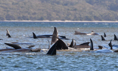 Avustralya’da 300’e yakın balina sığ sularda mahsur kaldı
