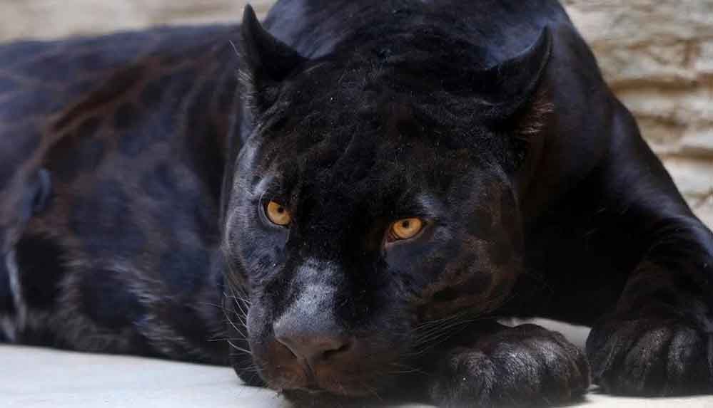 Fotoğraf çektirmek için 150 dolar ödediği 'tutsak' siyah leoparın saldırısında ağır yaralandı