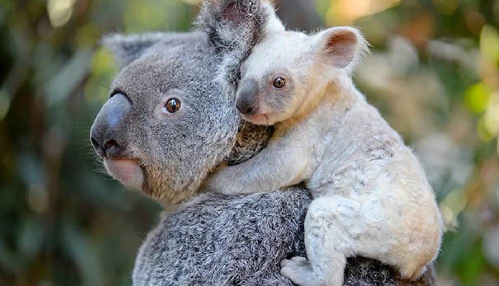 Avustralya, koalaları korumak için 18 milyon dolar ayırdı