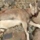 Tunceli'de avcılar, koruma altındaki yaban keçisini öldürdü