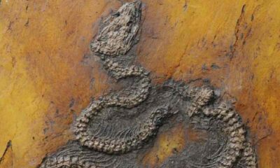 Dünyanın en eski piton yılanının kalıntıları keşfedildi