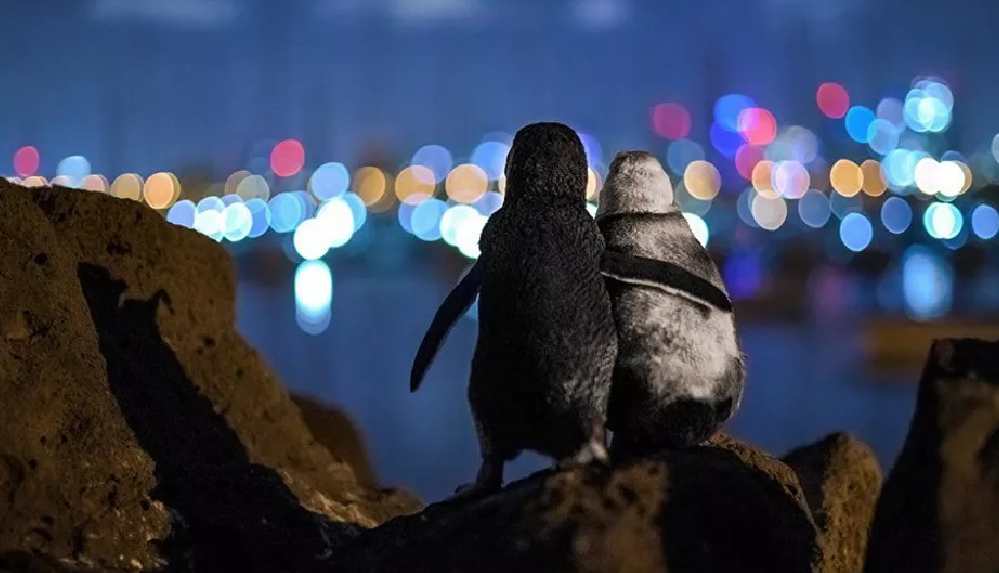 Eşlerini kaybetmiş iki penguenin tesellisi, fotoğraf ödülü getirdi