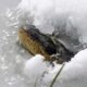 Isınmak için burunlarını buzla kaplı sudan çıkaran timsahlar kendilerini dondurdu