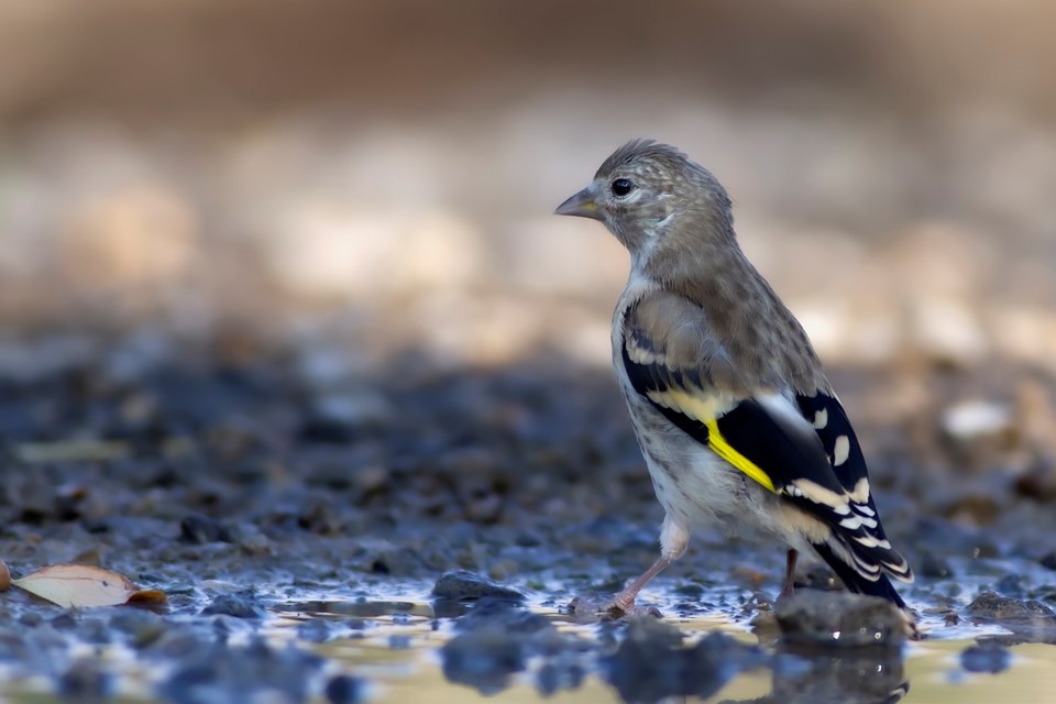 Trafik gürültüsü yüzünden kuşlar risk altında