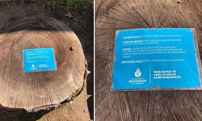 İBB’den kesilen ağaçlar için bilgilendirme kartı
