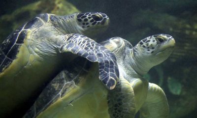 Madagaskar'da deniz kaplumbağası yiyen 19 kişi öldü