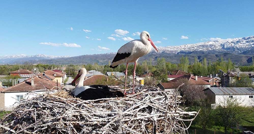 Erzincan'da-köylülerin-özel-misafiri-leylekler-17-yıldır-aynı-yuvada-kuluçkaya-yatıyor