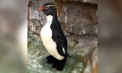 Beklenen yaşam süresinin üç katı yaşayan yaşlı penguene ortopedik ayakkabı