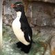 Beklenen yaşam süresinin üç katı yaşayan yaşlı penguene ortopedik ayakkabı