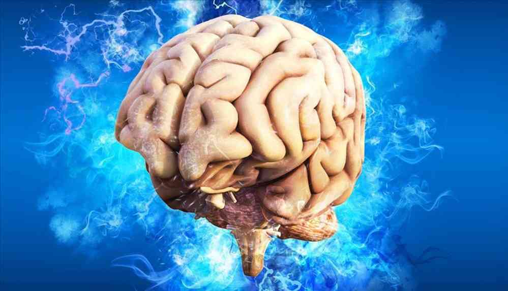 En fazla ortak noktaya sahip iki organ belirlendi: Beyin ve testisler