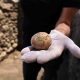 İnsan dışkısıyla korunmuş bin yıllık tavuk yumurtası bulundu