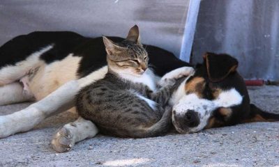 Kedi ile köpeğin yürekleri ısıtan dostluğu