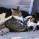 Kedi ile köpeğin yürekleri ısıtan dostluğu