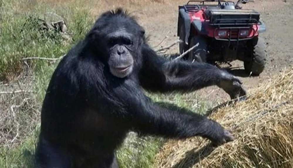 Sahibinin kızına saldırıp yaralı halde bodrumda mahsur bırakan şempanze vuruldu