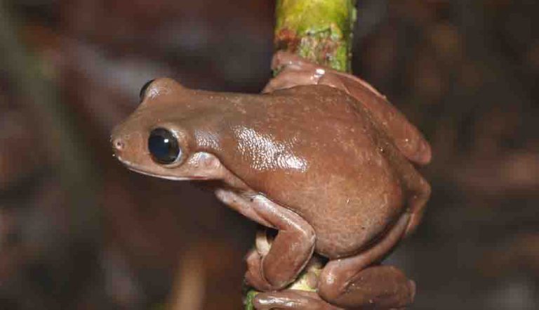 Yeni Gine yağmur ormanları yeni bir tür Çikolata kurbağa
