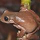 Yeni Gine yağmur ormanları yeni bir tür: Çikolata kurbağa
