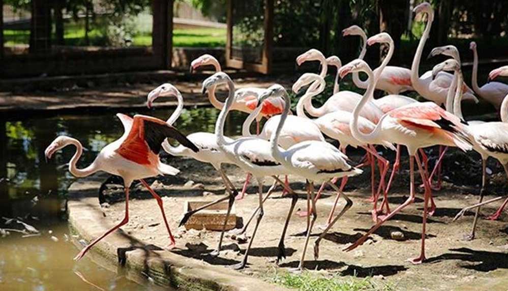 Antalya'da satılmak üzereyken ele geçirilen 21 flamingo koruma altına alındı