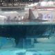 Çin'in geliştirdiği 'robot köpekbalığı'nın yeni fotoğrafları ilk kez görüntülendi