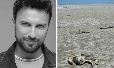 Tarkan'dan Tuz Gölü'ndeki flamingo ölümlerine sert tepki: Kader değil katliam