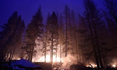 California'daki yangında yok olan ormanlık alan 200 bin hektara yaklaştı