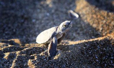 Deniz kaplumbağası yavrularının Mersin kumsallarında zorlu yaşam yolculuğu başladı