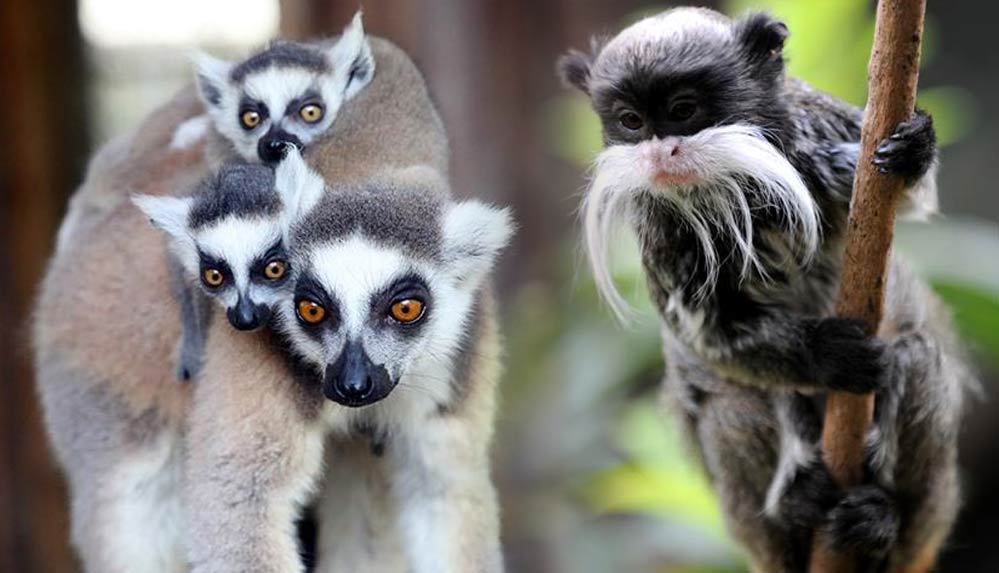 Fransa’da hayvanat bahçesinden 10 lemur ve 2 tamarin maymunu çalındı