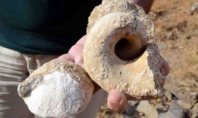 Muş'ta 35 milyon yıllık olduğu düşünülen deniz canlısı fosilleri bulundu