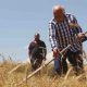 Sivas'ta 7 yıl önce metruk evde bulunan bir avuç ata tohumu buğdaydan 500 dönümde hasat yapıldı