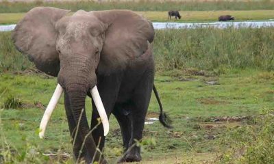 Yasal düzenleme yapıldı, fillerin 4 saatten fazla çalıştırılması yasaklandı