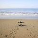 Caretta caretta yavruları zorlu 'yaşam yolculuğu'yla denize ulaşıyor