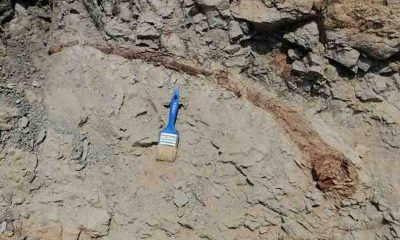 Denizli'de 17 milyon yıl öncesine tarihlenen fil dişi fosili bulundu