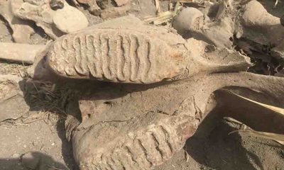 Ekim için sürülen tarlada fil fosili bulundu