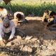 Kahramanmaraş'ta yeni bulunan fil fosilleri incelemeye alındı