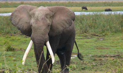 Uganda'da fil, aracından çıkan Suudi turisti ezerek öldürdü
