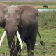 Uganda'da fil, aracından çıkan Suudi turisti ezerek öldürdü