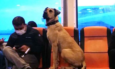 İstanbul'un seyahat seven köpeği Boji, dünya basınında