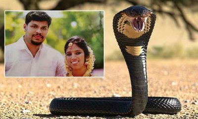 Kiraladığı kobra yılanıyla eşini öldürdü