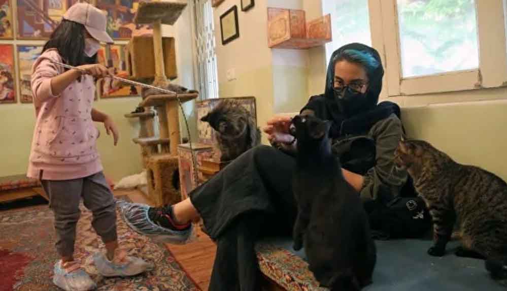 Tahran'da sıra dışı 'Kedi Müzesi'