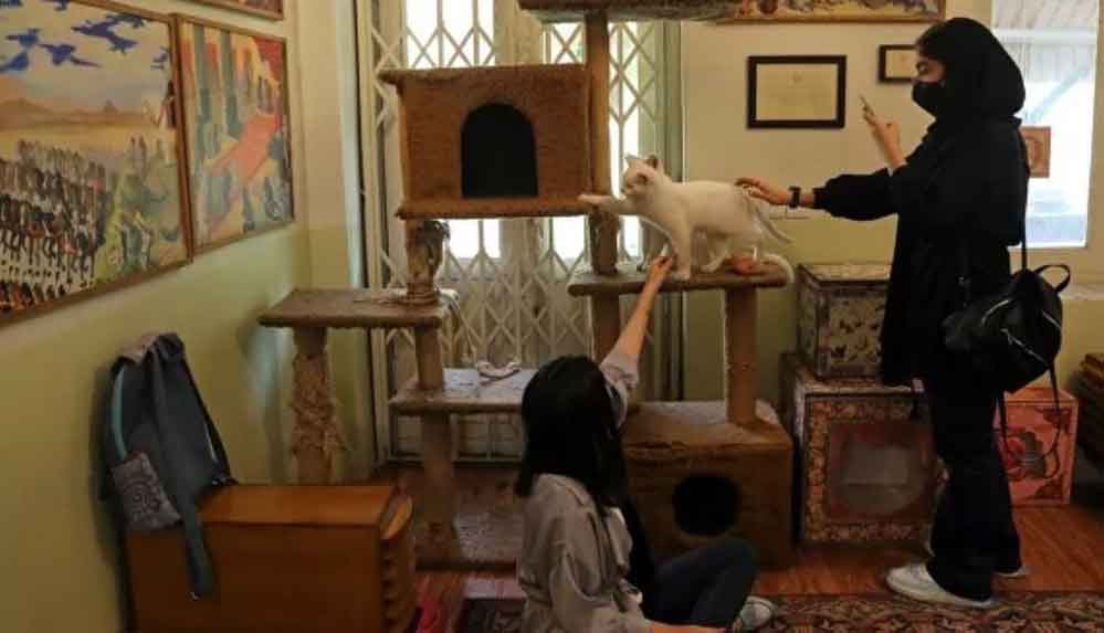 Tahran'da sıra dışı 'Kedi Müzesi'